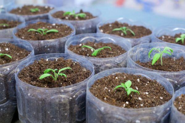 Conteneur avec semis