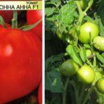 มะเขือเทศลูกผสม