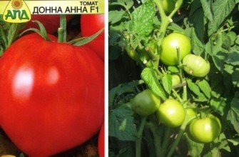 มะเขือเทศลูกผสม