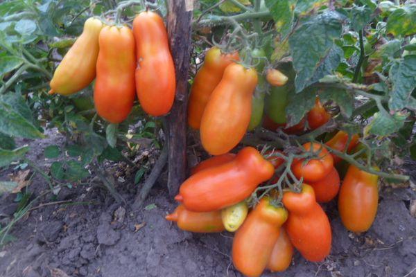 buisson de tomates