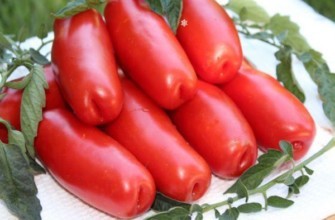 ฟืนมะเขือเทศ