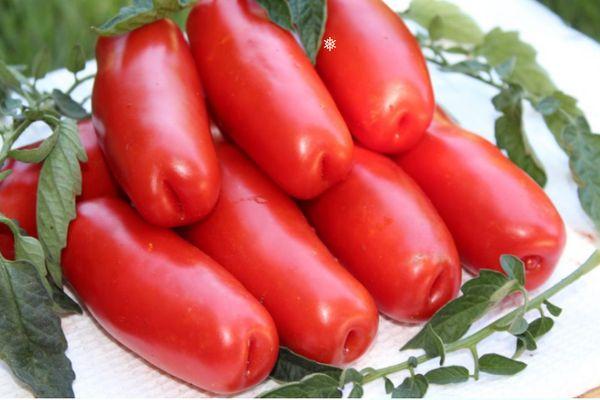 Tomates Bois de chauffage