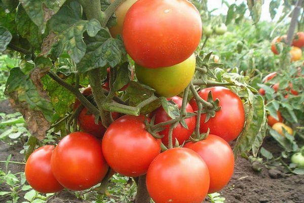 Tomates Druzhok