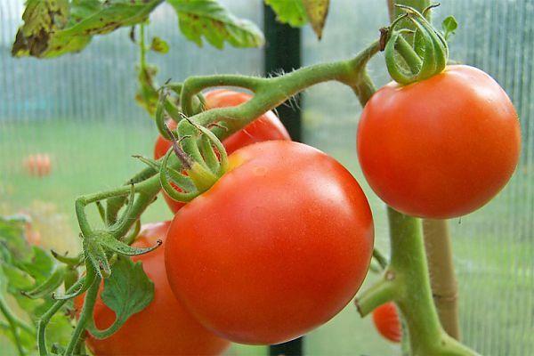 Tomates Druzhok