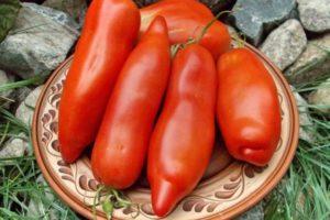 คำอธิบายการเลือกมะเขือเทศลุงสเตปาและเทคนิคการปลูกพันธุ์