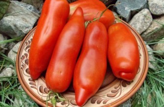 มะเขือเทศผลยาว