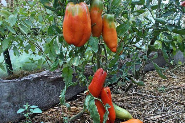 การปลูกมะเขือเทศ