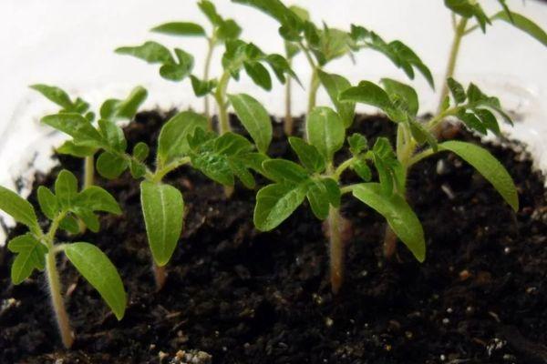 ต้นกล้ามะเขือเทศ