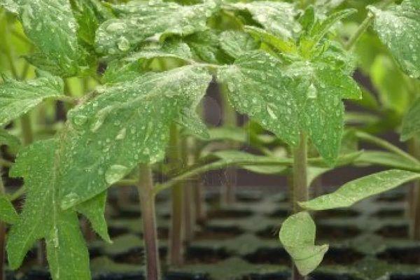 Récipient avec des germes