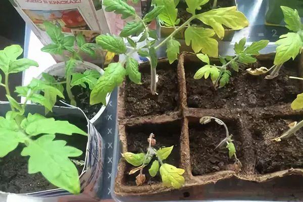 plants de tomates
