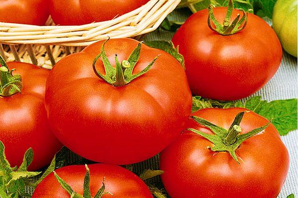 มะเขือเทศเอเลน่า