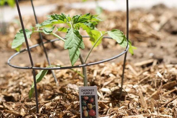 Transplantation de semis