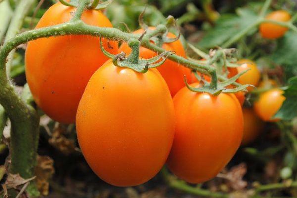 Tomates Elisha