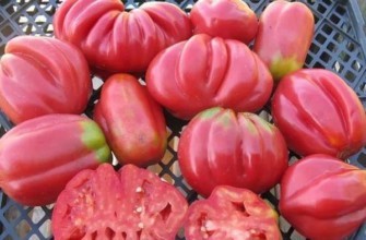 มะเขือเทศเอตัวล์