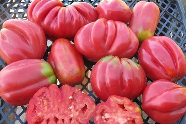 มะเขือเทศเอตัวล์