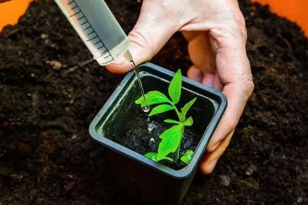 ต้นกล้ามะเขือเทศ