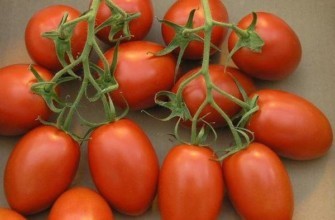 มะเขือเทศเม่น