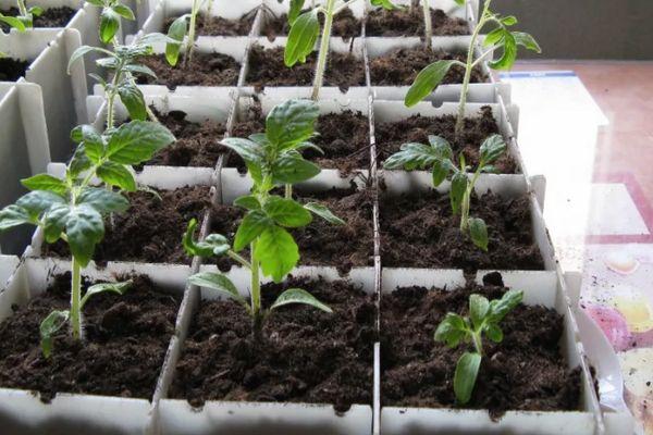 Description de la variété de tomate hybride Favorite et culture de la plante sur une parcelle