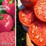 เมล็ดมะเขือเทศ