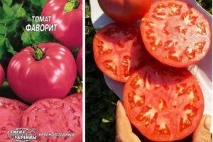Description de la variété de tomate hybride Favorite et culture de la plante sur une parcelle