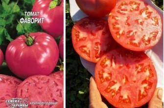 เมล็ดมะเขือเทศ