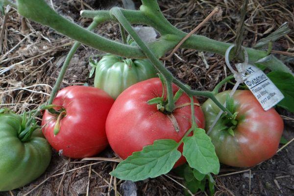 Tomates Fidelio