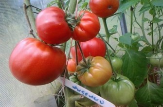 มะเขือเทศฟิเดลิโอ