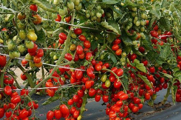 อินทผาลัมไซบีเรีย f1