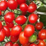 ต้นอินทผลัมสีส้ม