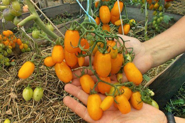 ต้นอินทผลัมสีส้ม