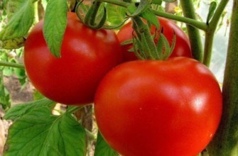 แปรงมะเขือเทศ