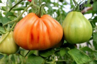 Cà chua "Accordion"