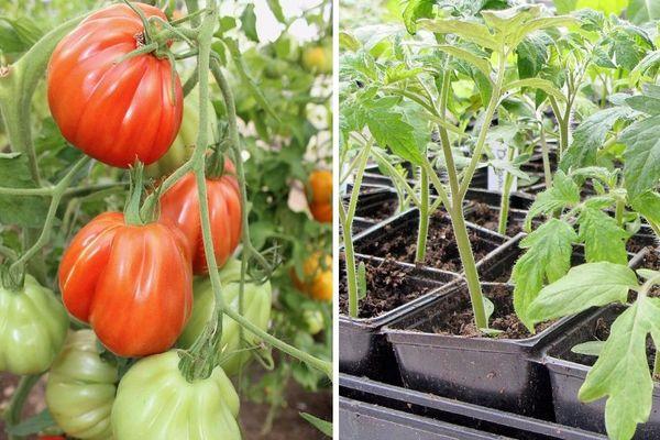 Cultiver des tomates