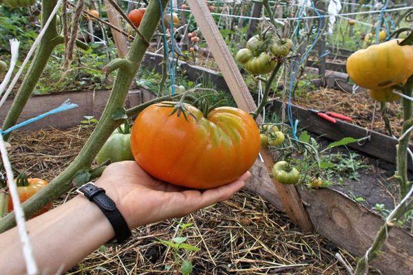 การปลูกมะเขือเทศ