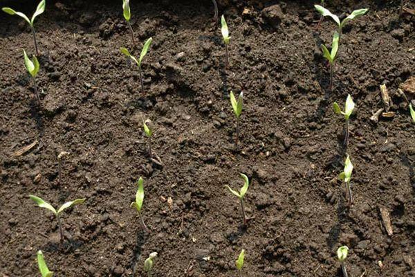 ถั่วงอกมะเขือเทศ