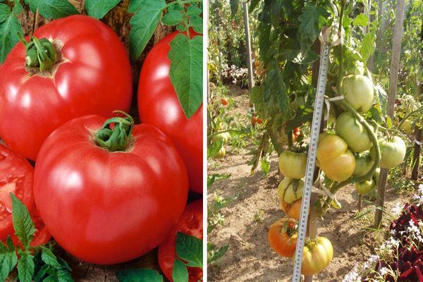 Tomates hybrides