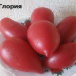 ผลมะเขือเทศ