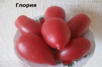 ผลมะเขือเทศ