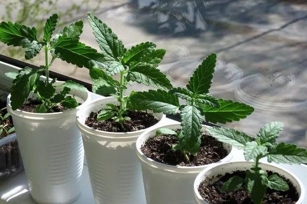 การปลูกต้นกล้า