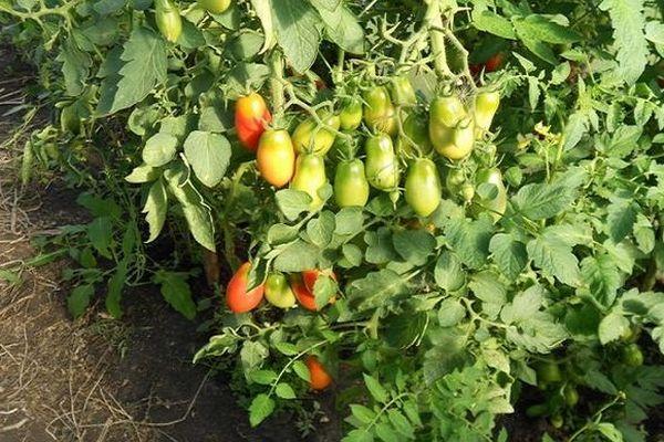 ต้นมะเขือเทศ