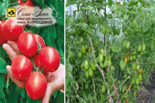 เมล็ดมะเขือเทศ