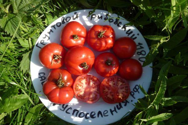 จานมะเขือเทศ