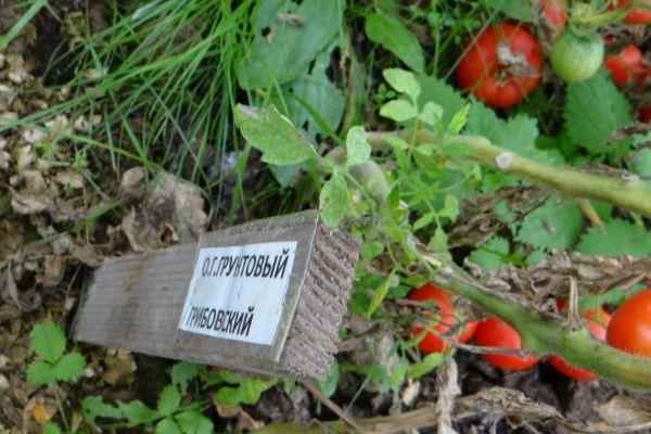 การปลูกมะเขือเทศ