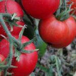 แปรงมะเขือเทศ