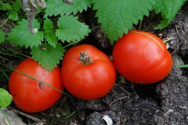 มะเขือเทศสามลูก