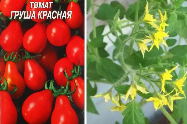 คำอธิบายพันธุ์มะเขือเทศ Red Pear ดั้งเดิมและคำแนะนำในการปลูกพันธุ์นี้