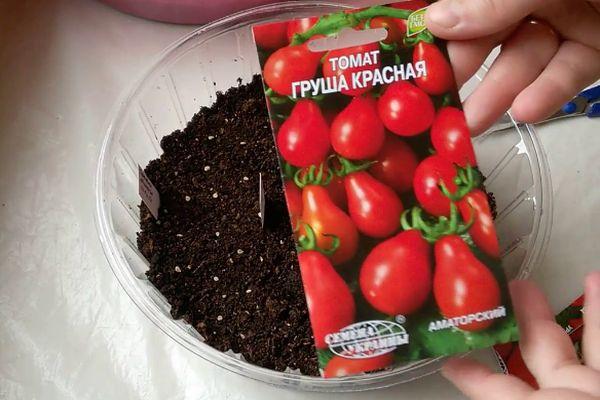 คำอธิบายพันธุ์มะเขือเทศ Red Pear ดั้งเดิมและคำแนะนำในการปลูกพันธุ์นี้