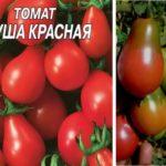 มะเขือเทศรูปลูกแพร์