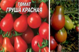 คำอธิบายพันธุ์มะเขือเทศ Red Pear ดั้งเดิมและคำแนะนำในการปลูกพันธุ์นี้
