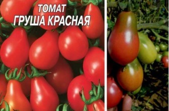 Cà chua hình quả lê